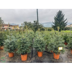 Jedľa jednofarebná (Abies concolor) - výška 80-100 cm, kont. C12L
